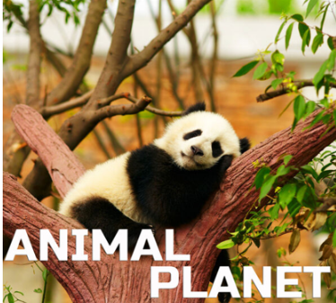 [动物音效FX素材]Cloud Nine Records Animal Planet Ambience [FLAC]
